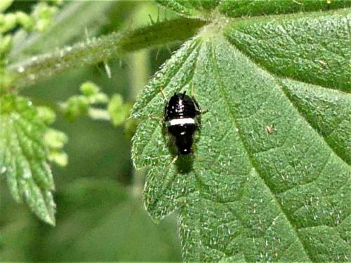 Planuncus vinzi